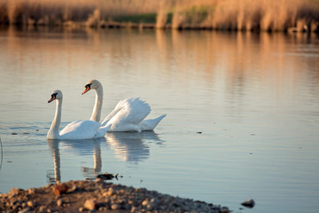 Obraz premium Two swans swim on a pond in the sunset.