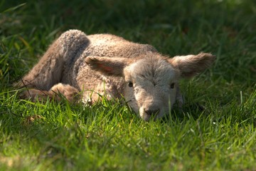Fototapeta premium Baby lamb on the grass photo