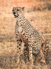 portrait of a cheetah