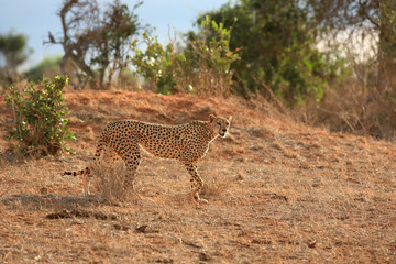 Cheetah in the Tsavo National park
