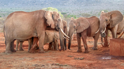 Fototapeta na wymiar Elephants family wild
