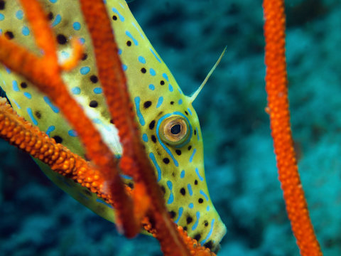 Close-Up: Fish hiding between red corals. Very picturesque shot during a dive in Raja Ampat, Indonesia