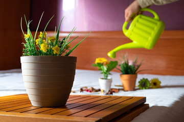 Pot with yellow flowers and an unfocused man watering his plants.