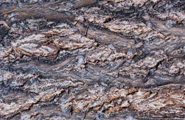 tree bark texture
