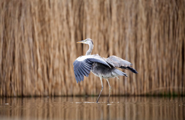 Grey heron eating fish