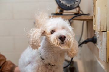 マルチーズ　ドライヤーで乾かす