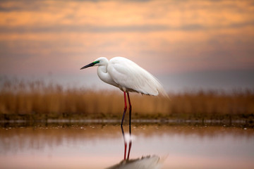 Egret on the lake