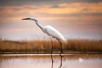 Egret on the lake