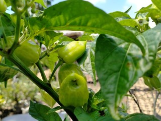 green apples on tree