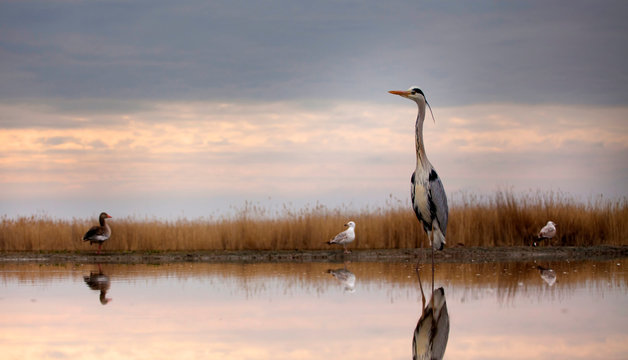 Grey heron on the lake