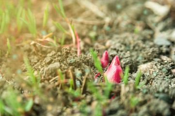 A peony sprout popped out of the ground. Coming of spring. 