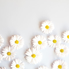 Gray background with a lot of daisy flowers.