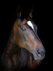 Fototapeta na wymiar Beautiful Horse Head Shot