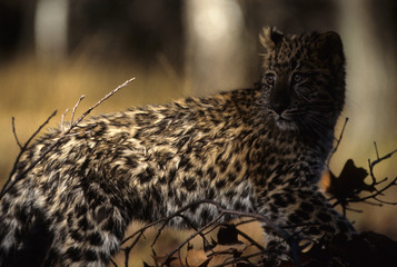 Amur Leopard