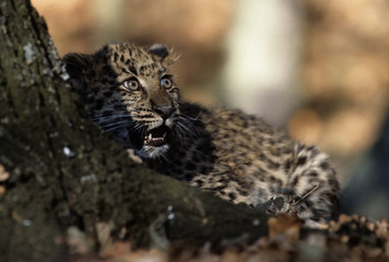 Amur Leopard