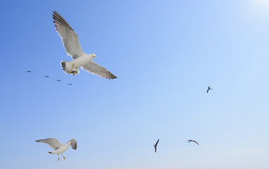 Flying seagulls and four fighters over blue sky.