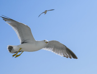 Flying seagull over blue sky.