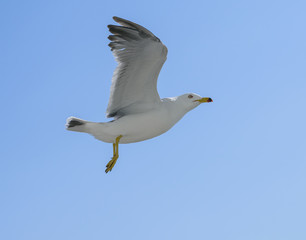 Flying seagull over blue sky.