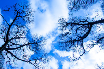 Gazing further up through trees in spring towards a cloudy blue sky.