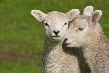  lamb in the grass