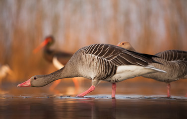 Greylag goose on the lake