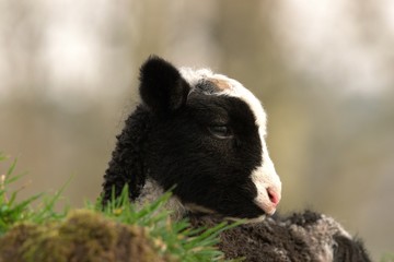 black and white lamb in field