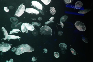 jellyfish in the water
