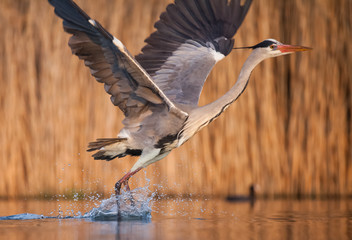 Grey heron eating fish