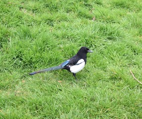 British magpie bird on green grass.