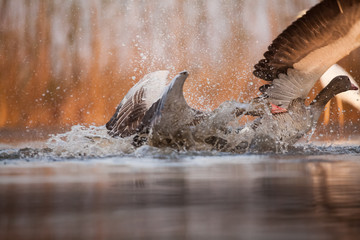 Bird fight on the lake