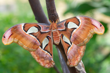 Polilla