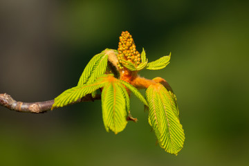 Close up of flower buds of a chestnut tree, Aesculus hippocastanum