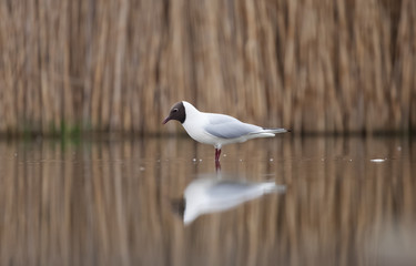 Black headed gull eating fish