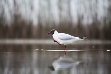 Black headed gull eating fish