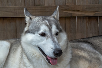 シベリアンハスキー