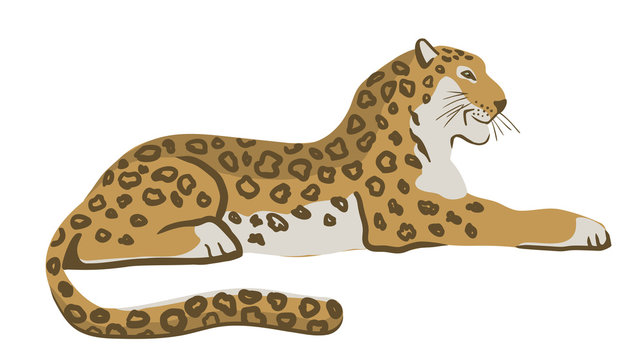 Lying leopard. Vector illustration, isolated on white.