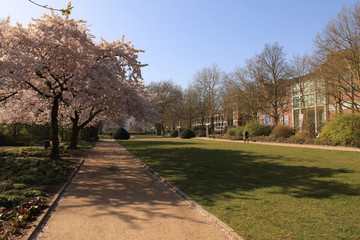 Frühling in Altona; Platz der Republik im April