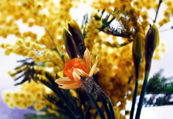 Minimal detailed spring macro closeup inflorescence of blooming Narcissus also known as daffodil...