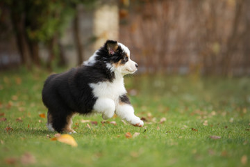 Naklejka na ściany i meble Puppy australian shepherd plays. Pet plays . dog in the yard on the grass