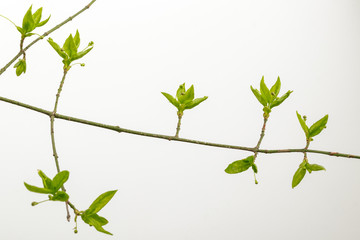 Leaves and buds isolated on bright background. Macro.