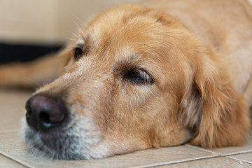 犬の動作　横になる