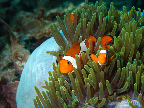 Three clownfish watch the underwater photographer from their blue-green anemone. Photo was taken in Raja Ampat, Indonesia.
