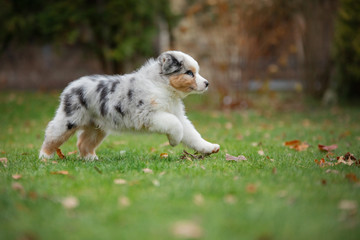 Puppy australian shepherd plays. Pet plays . dog in the yard on the grass