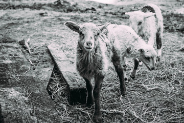 A group of sheep in a dirt fieldundefined