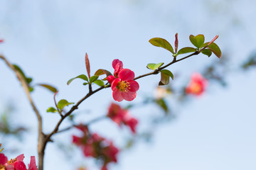 Gałąź krzewu pigwowca z pojedynczym różowym kwiatem w rozkwicie i listkami