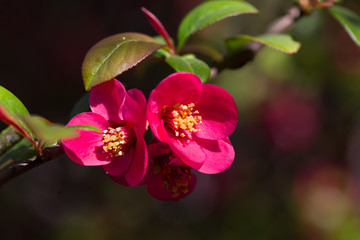 Fototapeta na wymiar Kwiaty pigwowca kwitnące wiosną na gałęzi krzewu