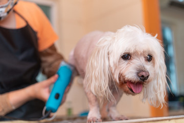 マルチーズのカット