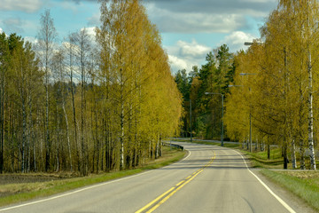 Fototapeta premium Winding two-sided asphalt road through spring birch and pine-tree forest, blue cloudy sky