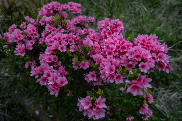Azalea