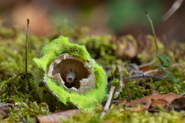 Close up of old torn yellow tennis ball open on one side laying on moss on a tree stump